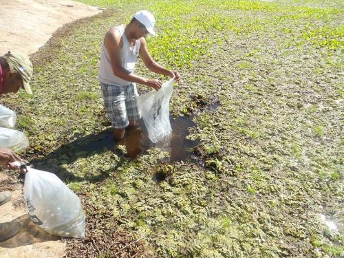 Ação de combate ao mosquito aedes aegypti é realizada em lagoas e tanques de Guanambi