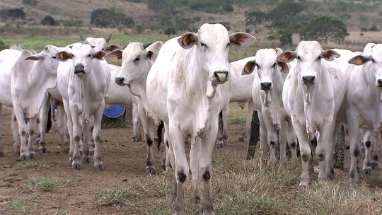 Região Sudoeste retoma criação de gado 4 anos após seca matar 25% do rebanho