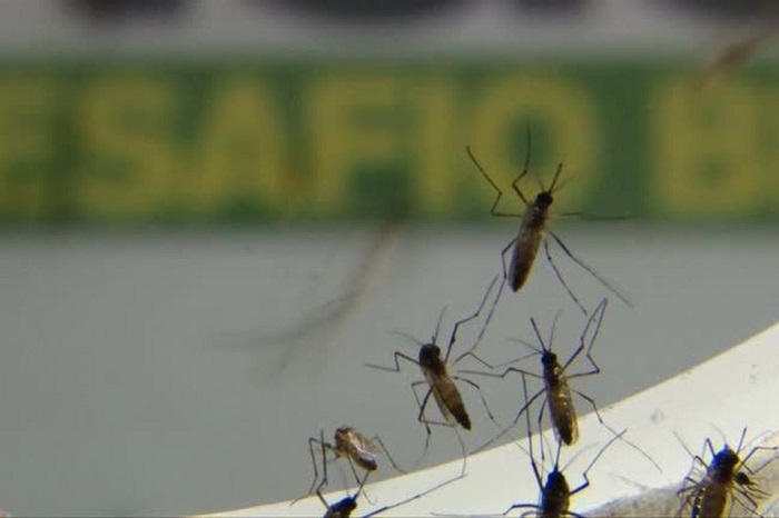 Em um ano, incidência da dengue no país aumenta 600%