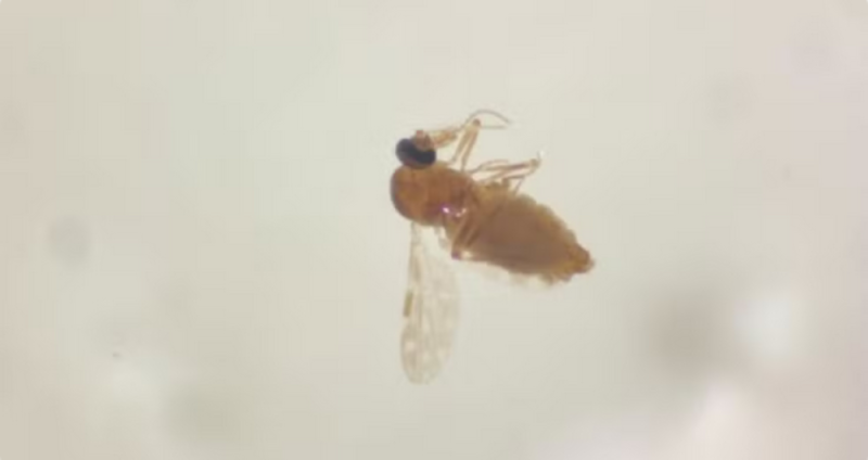 Bahia registra 984 casos de Febre Oropouche em setembro