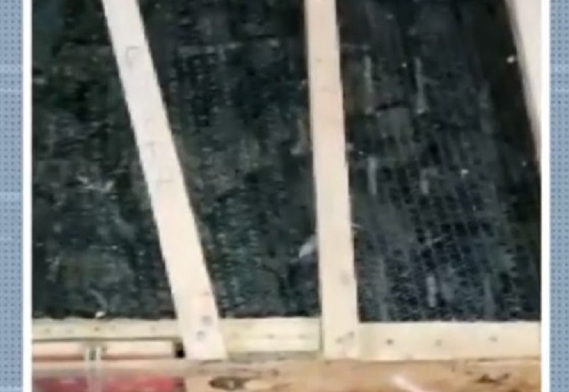 Cerca de 450 pássaros foram encontrados no porta-malas de um carro, em Ibitira. Um homem foi encaminhado para delegacia de Brumado