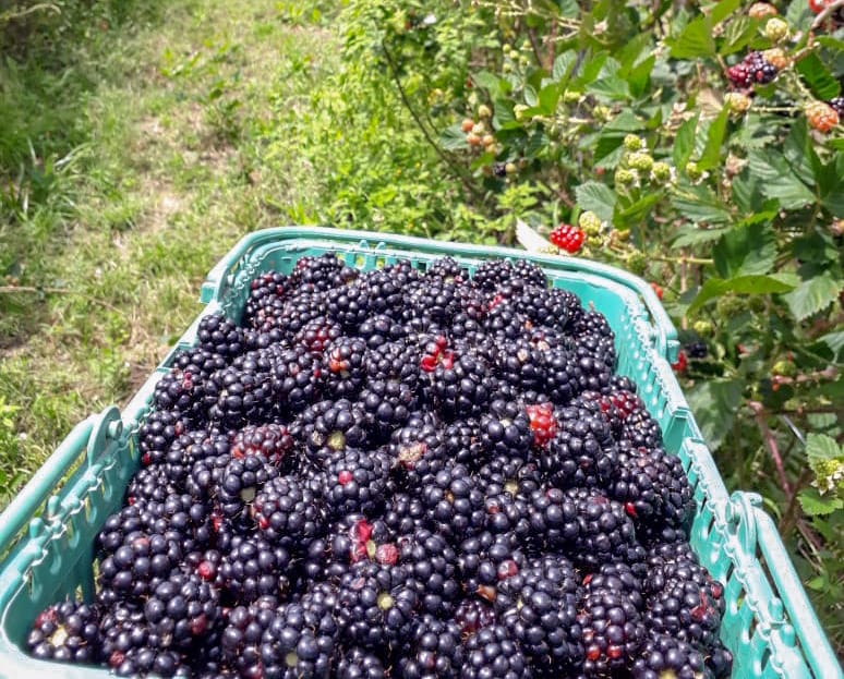 Produção de Amora em Barra da Estiva será destaque no Programa Bahia Rural neste domingo