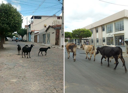 MP define assinatura de TAC pelo Município de Brumado para solução de problemas de animais soltos em vias públicas