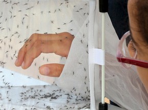 OMS defende teste com mosquito transgênico e bactéria contra o zika