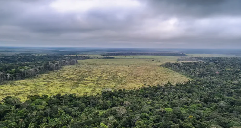Ministério público baiano lança campanha de combate ao desmatamento ilegal