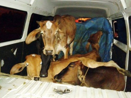 Juiz de Fora: Kombi clonada é recuperada em Juiz de Fora com cinco bovinos