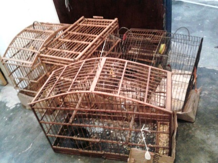 Ibicoara: Polícia faz apreensão de cigarros contrabandeados e pássaros silvestres