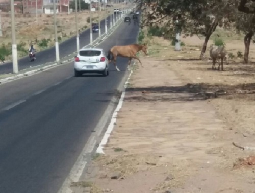 Superintendência de Trânsito captura animais soltos em Guanambi