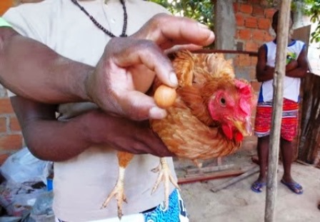 Barrocas: Galinha coloca ovo de 2 cm