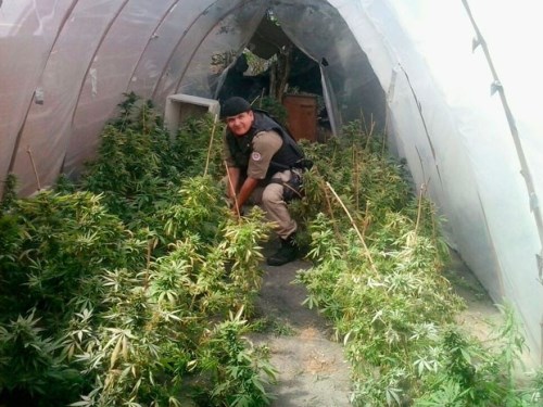 Teixeira de Freitas: Maconha cultivada em pousada tinha esquema 'estruturado', diz PM 