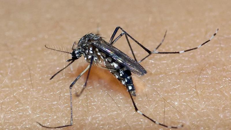 Coordenador de Endemias confirma primeira morte por dengue em Brumado
