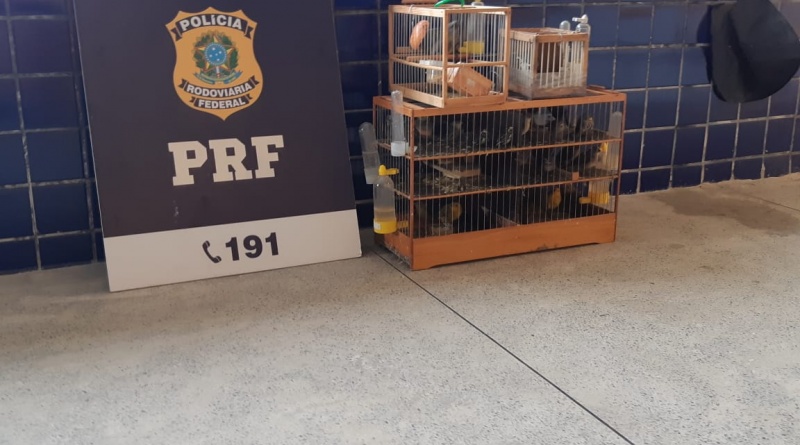 Vitória da Conquista: PRF resgata 45 pássaros sendo transportados irregularmente dentro de ônibus