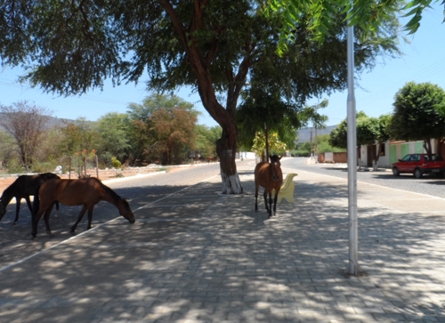 Animais continuam circulando livremente em diversos bairros da cidade