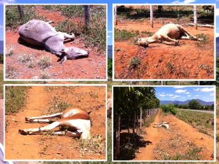 CAVALOS APARECEM MORTOS A TIROS ÀS MARGENS DA RODOVIA BA-148