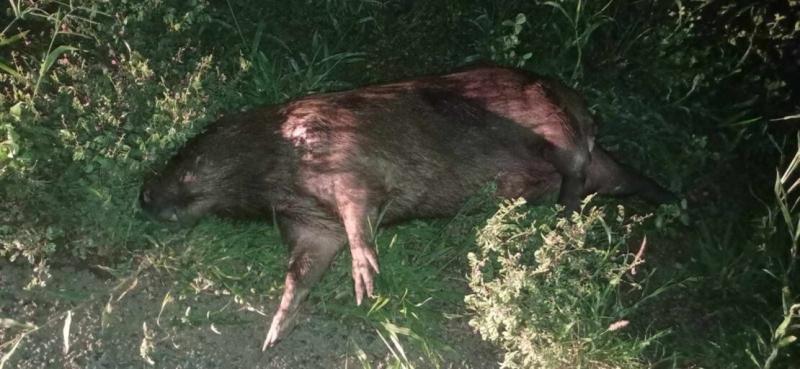 Homem fica ferido após colidir motocicleta contra capivara na BR-030, em Guanambi