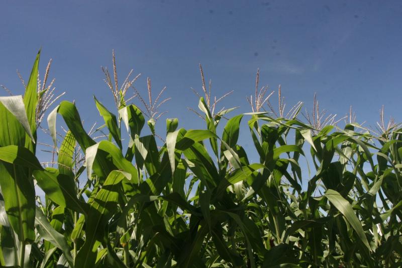 Safra baiana cresce e produção de grãos bate recorde em 2018