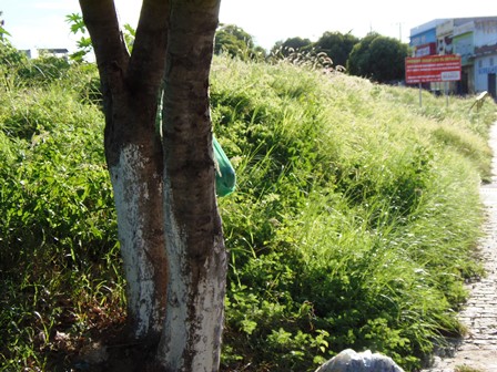 O povo na bronca: Por falta de limpeza o mato cresce e ratos e cobras começam aparecer 