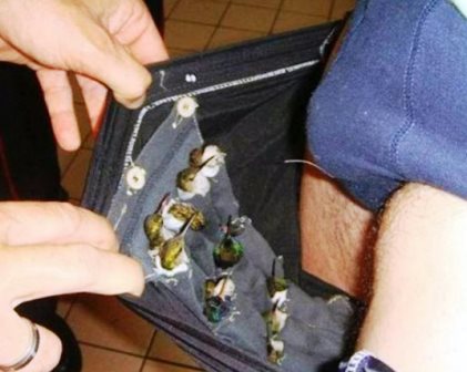 Homem é preso com doze beija-flores na cueca