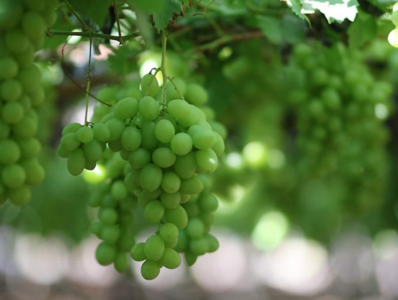 Fruticultura baiana se destaca no cenário nacional e movimenta R$ 1.3 bilhão em exportações