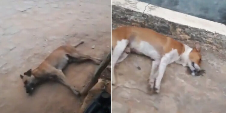 Dia Mundial do Animal de Rua é marcado por envenenamento de cachorros em Rio de Contas