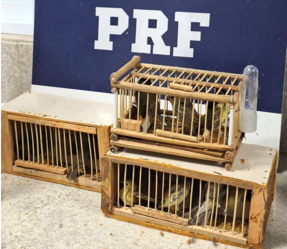 PRF resgata 22 pássaros sendo transportados irregularmente dentro de ônibus em Vitória da Conquista