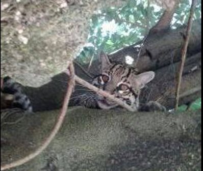 Cândido Sales: Filhote de onça pintada aparece no centro da cidade e atraí  curiosos 
