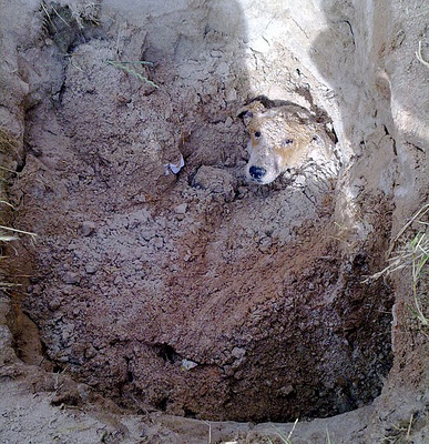 Cachorro é enterrado e vira caso de polícia