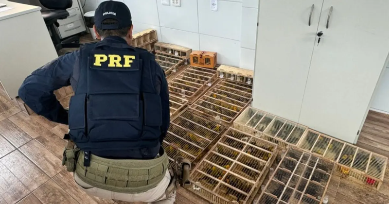 PRF resgata 586 aves silvestres transportadas de forma precária