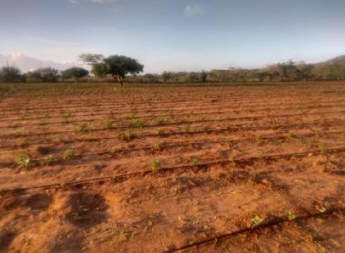 Santa Brígida: Plantação com 50 mil pés de maconha é encontrada e 2 são presos