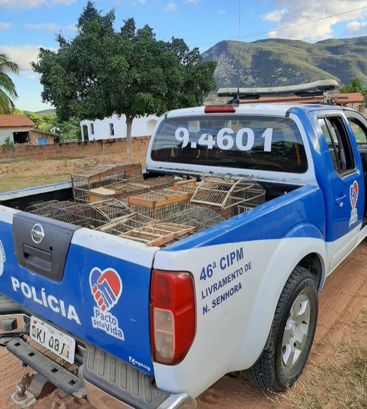 Pássaros silvestres são apreendidos de cativeiros em  Livramento de Nossa Senhora
