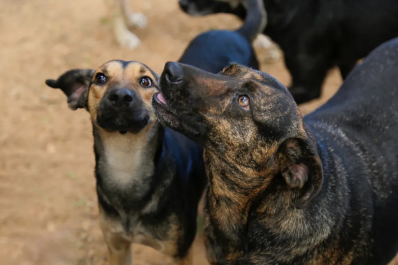 Decreto de prefeitura da Bahia determina abate de animais abandonados