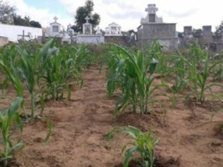 Ribeira do Pombal: Morador planta milho e batata dentro de cemitério em zona rural