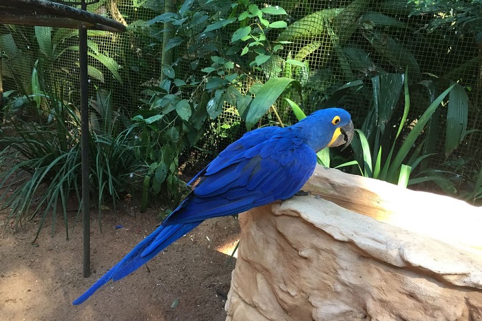 População de animais em florestas cai pela metade