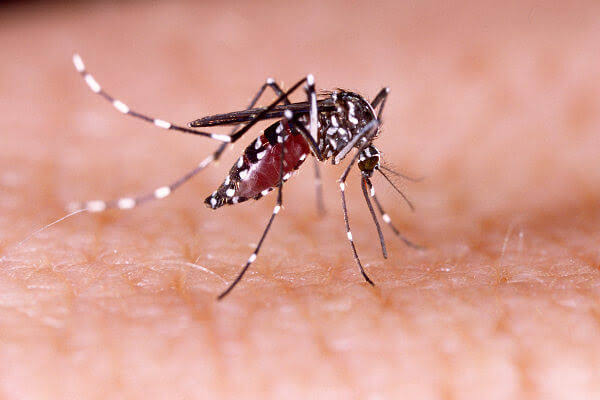 Caculé confirma primeira morte por dengue no município