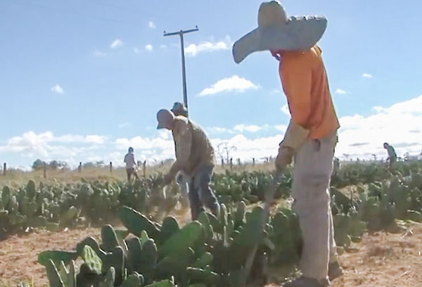 Presos trabalham em plantação de palma em Conquista para reduzir pena