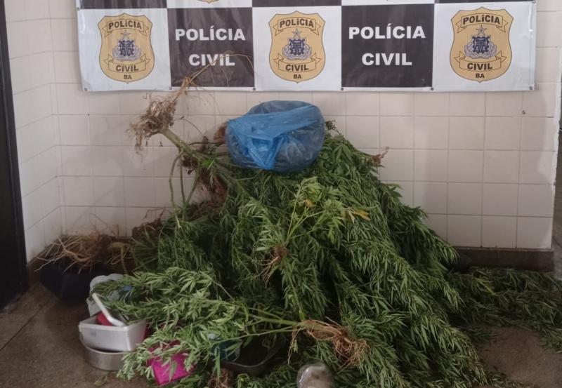 Homem é preso com 21 pés de maconha dentro de casa em Rio de Contas; polícia suspeita de tráfico de drogas
