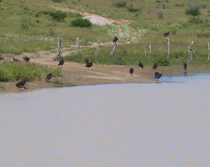 Moradores pedem retirada de Lixão que continua contaminando aguadas na zona rural 