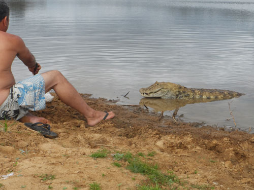 Amizade de 20 anos – Jacaré é xodó de lavrador maetinguense