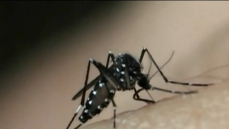 Cidades da Bahia registram aumento no casos de dengue e preocupam autoridades