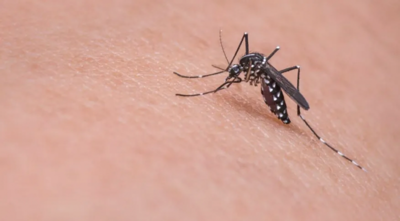 Alto número de casos de dengue assusta moradores em Livramento de Nossa Senhora