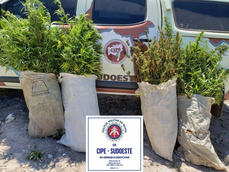 Jussiape: Caesg destrói plantação de maconha no povoado de Tamanduá