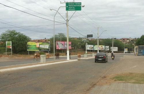 Animais soltos continuam oferecendo risco aos motoristas e pedestres