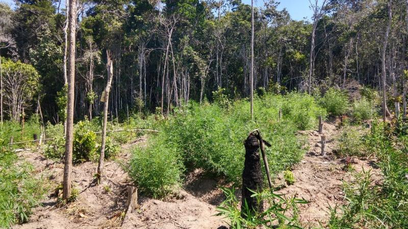 Drone ajuda polícia a descobrir plantação com mais de meia tonelada de maconha na Bahia