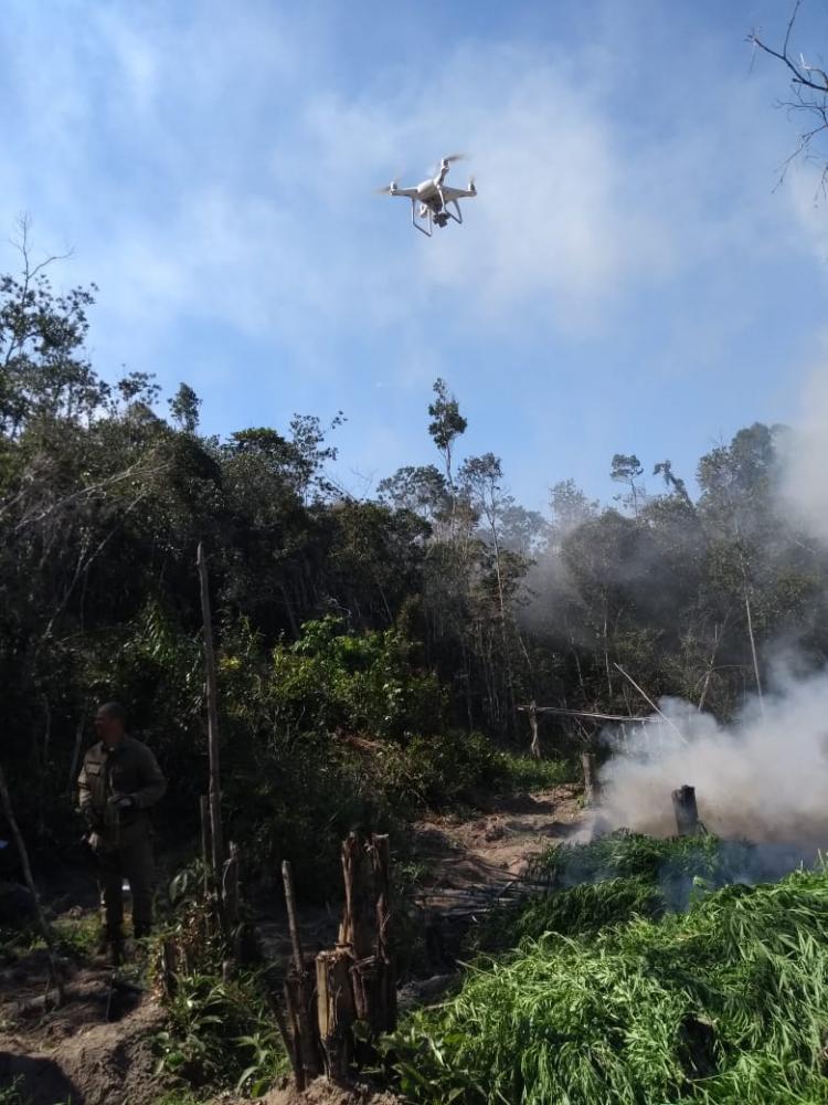 Drone ajuda polícia a descobrir plantação com mais de meia tonelada de maconha na Bahia
