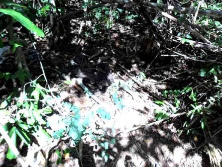 Resto de ossada humana é encontrada na zona rural