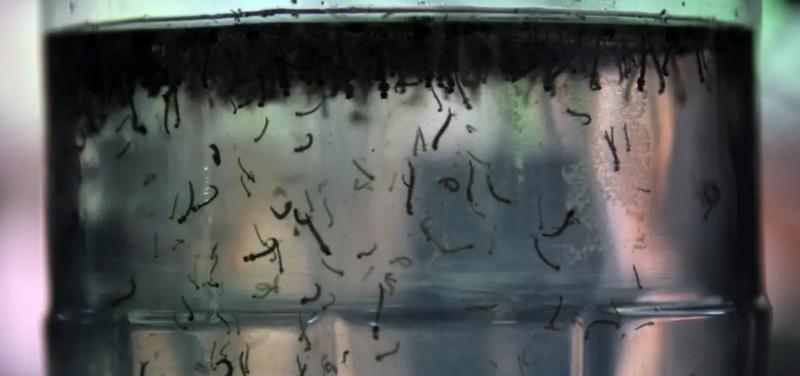 Brasil pode registrar número recorde de casos de dengue em 2024, alerta Ministério da Saúde