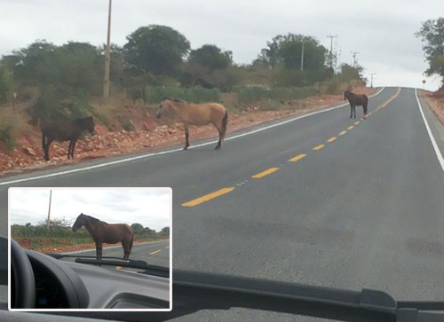 Animais colocam vidas de motoristas em risco na BA - 623