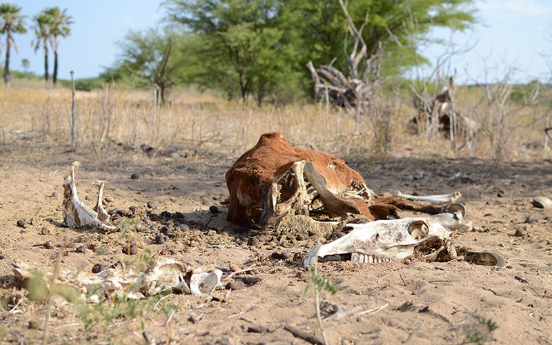Bahia enfrenta a maior seca desde 1980 e Federação da Agricultura e Pecuária clama por ajuda