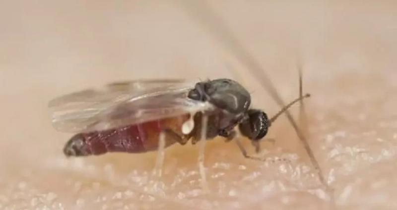 Bahia segue com mais de 800 casos de Febre Oropouche em agosto