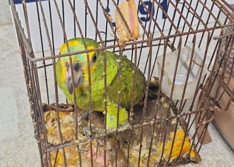 Papagaio é resgatado de situação de maus-tratos  em Vitória da Conquista